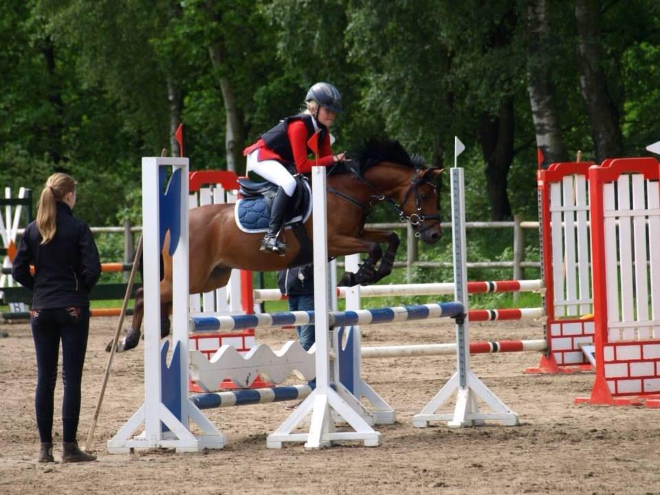 Welsh Partbred (Sec F) Klintholms Sir Chuck billede 6