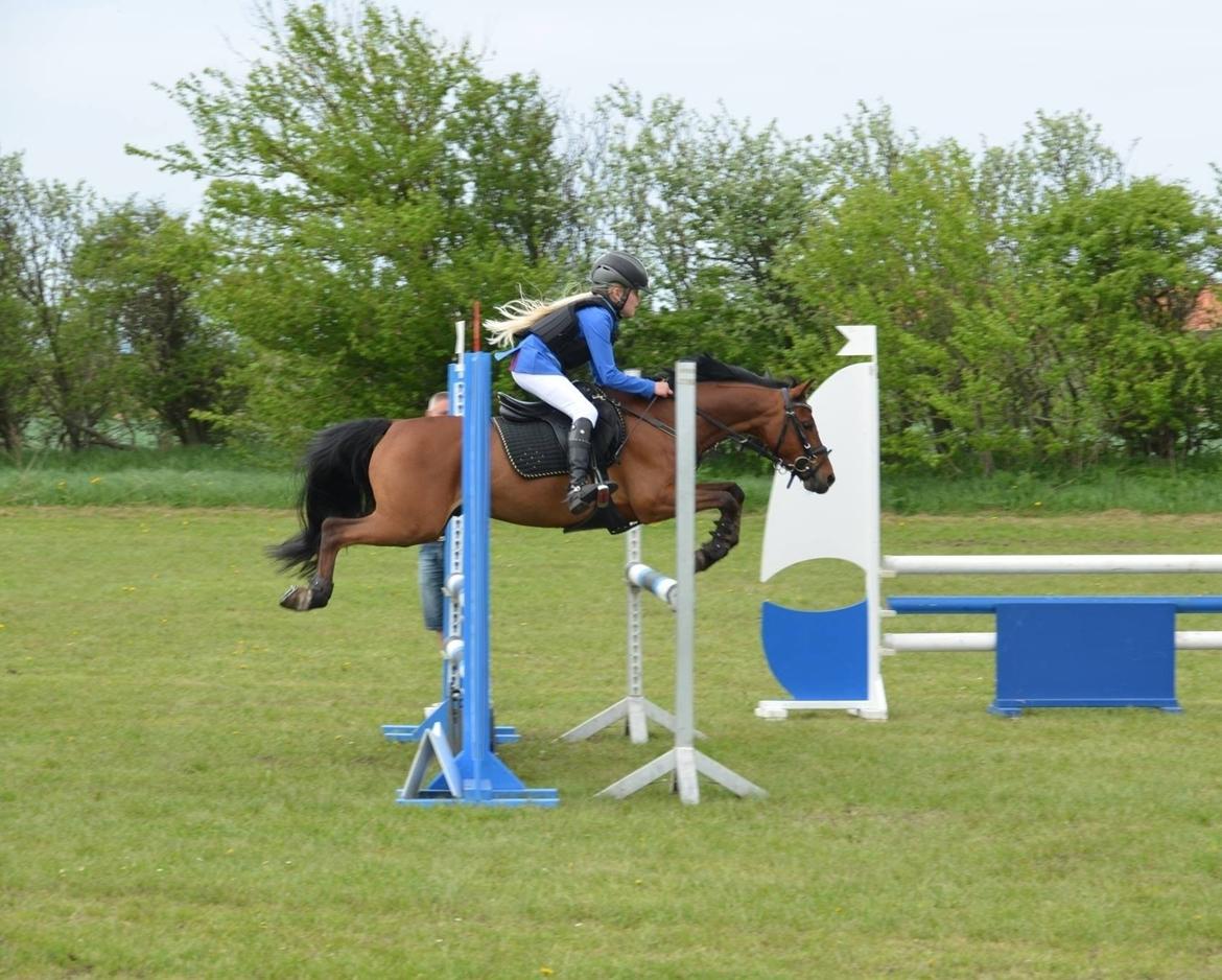 Welsh Partbred (Sec F) Klintholms Sir Chuck billede 7