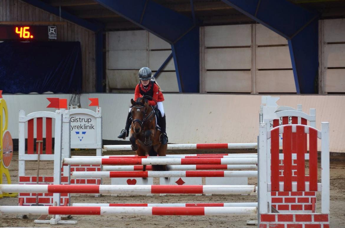 Welsh Partbred (Sec F) Klintholms Sir Chuck billede 8