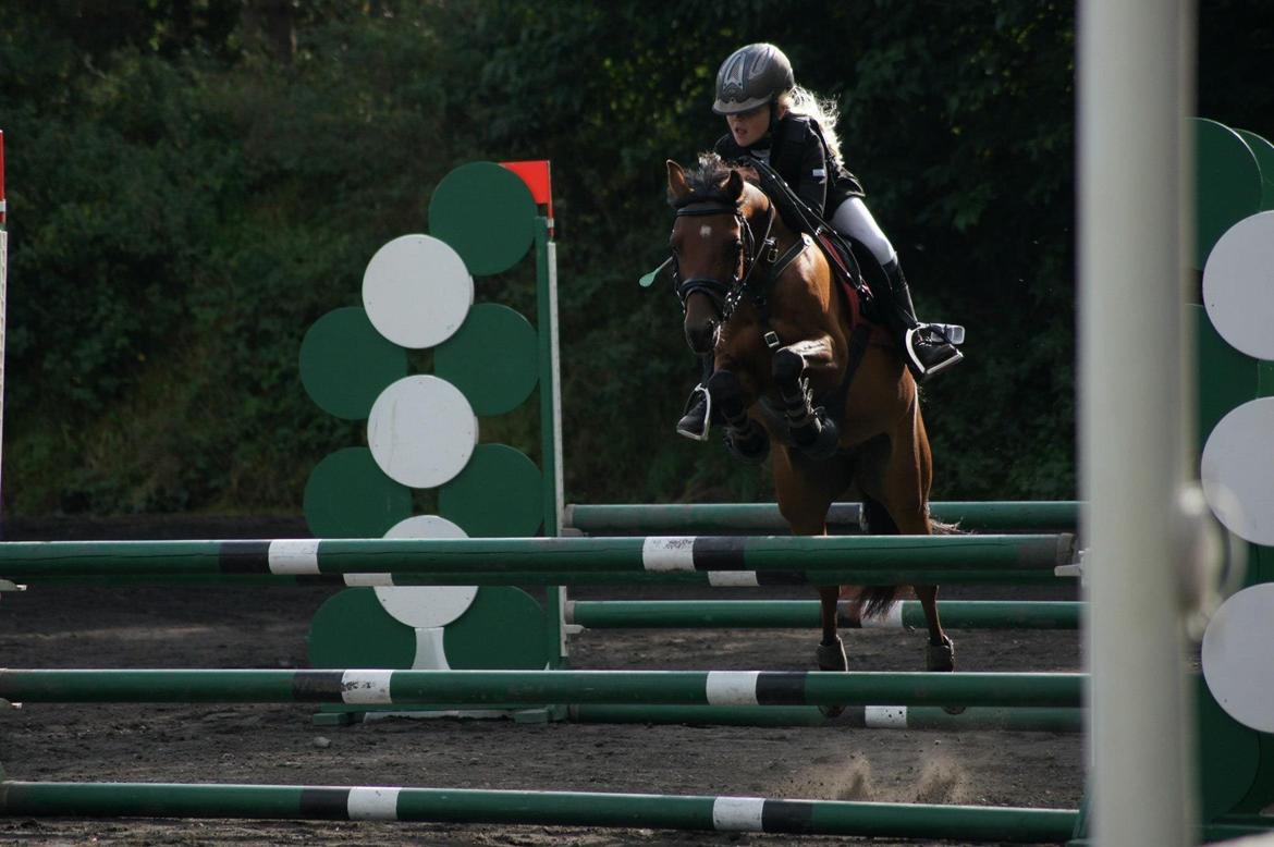 Welsh Partbred (Sec F) Klintholms Sir Chuck billede 9