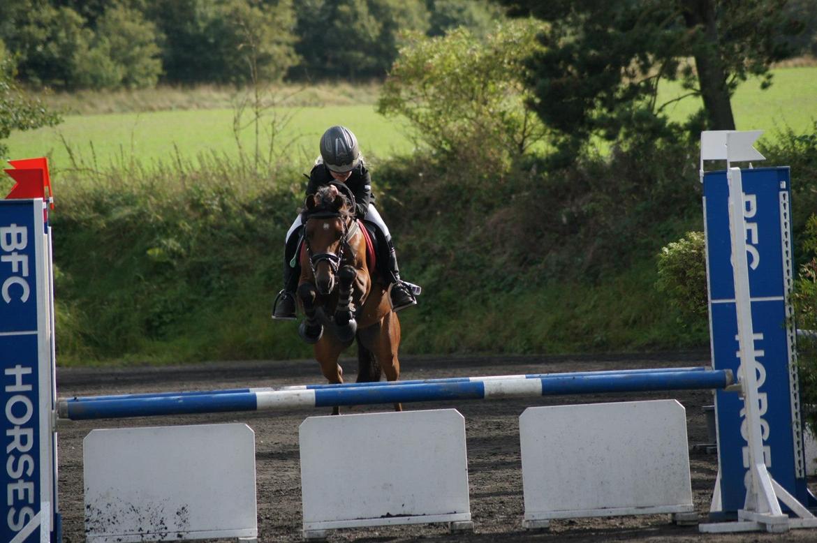 Welsh Partbred (Sec F) Klintholms Sir Chuck billede 10