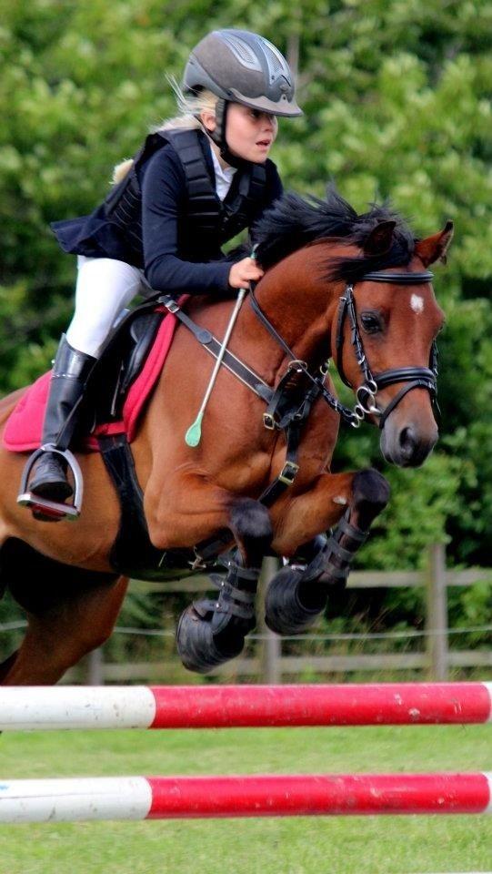 Welsh Partbred (Sec F) Klintholms Sir Chuck billede 11