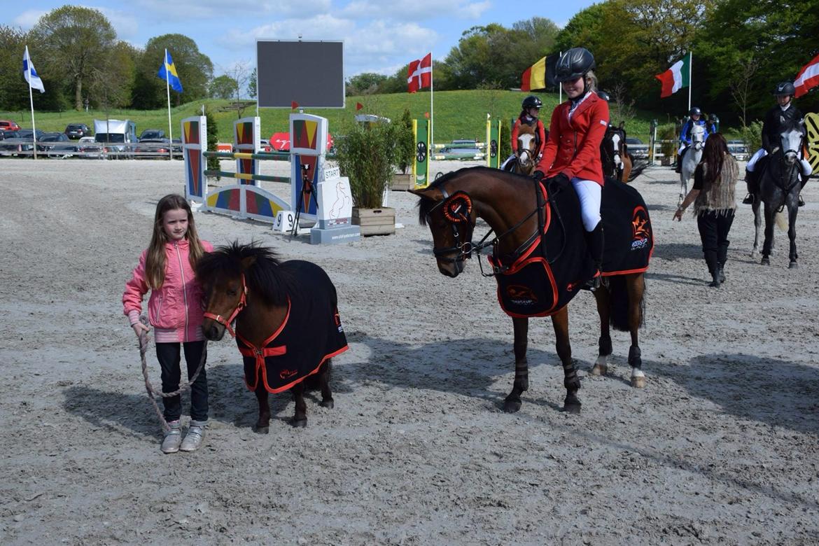 Welsh Partbred (Sec F) Klintholms Sir Chuck billede 12