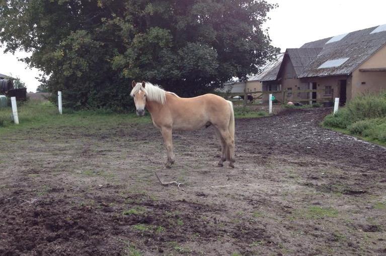 Haflinger Athæus mbm - August 2014 billede 9