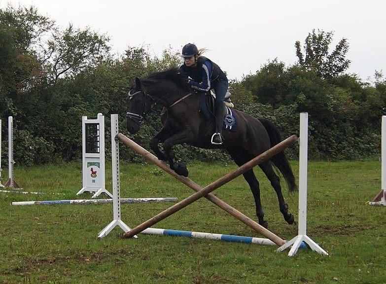 Dansk Varmblod Tekno - Tekno til gymnastikspringen - sødeste hest <3 billede 6