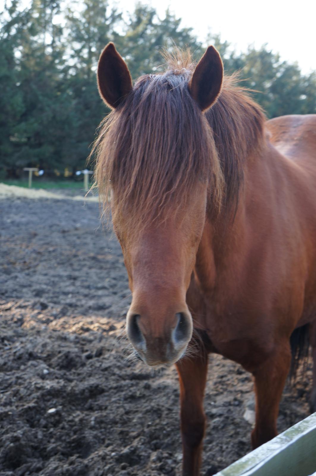 Paso-Peruanos GGS Jimina R.I.P billede 14