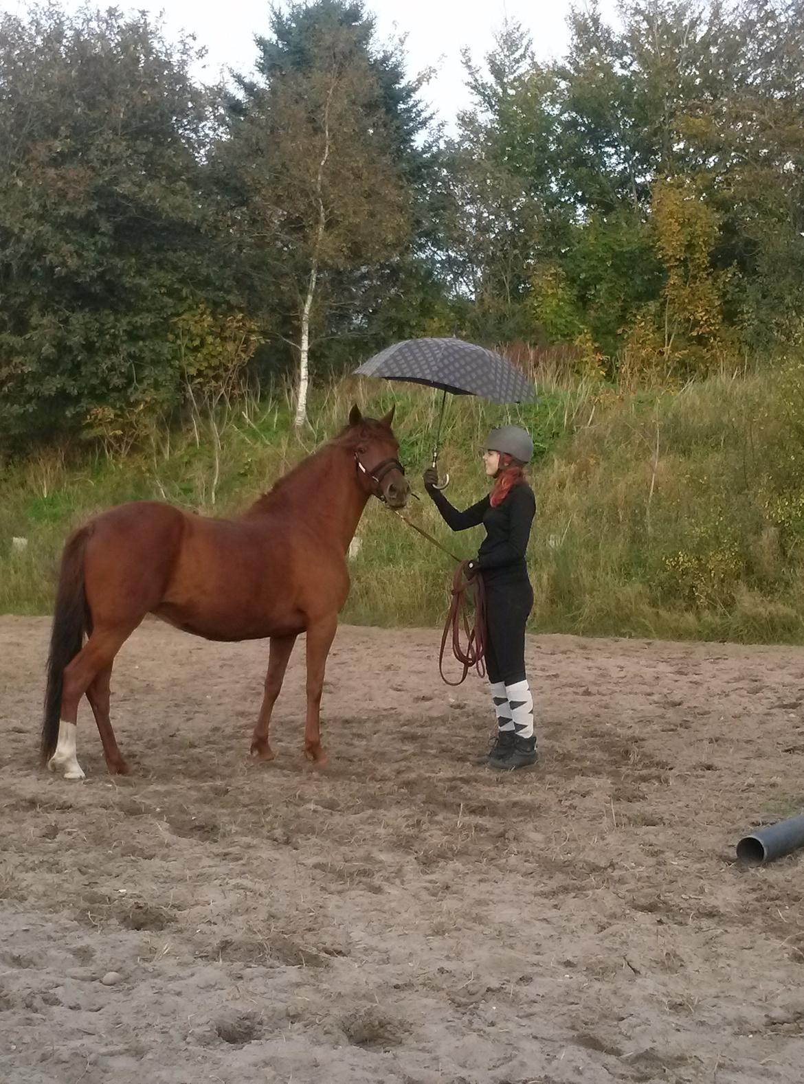 Paso-Peruanos GGS Jimina R.I.P billede 7