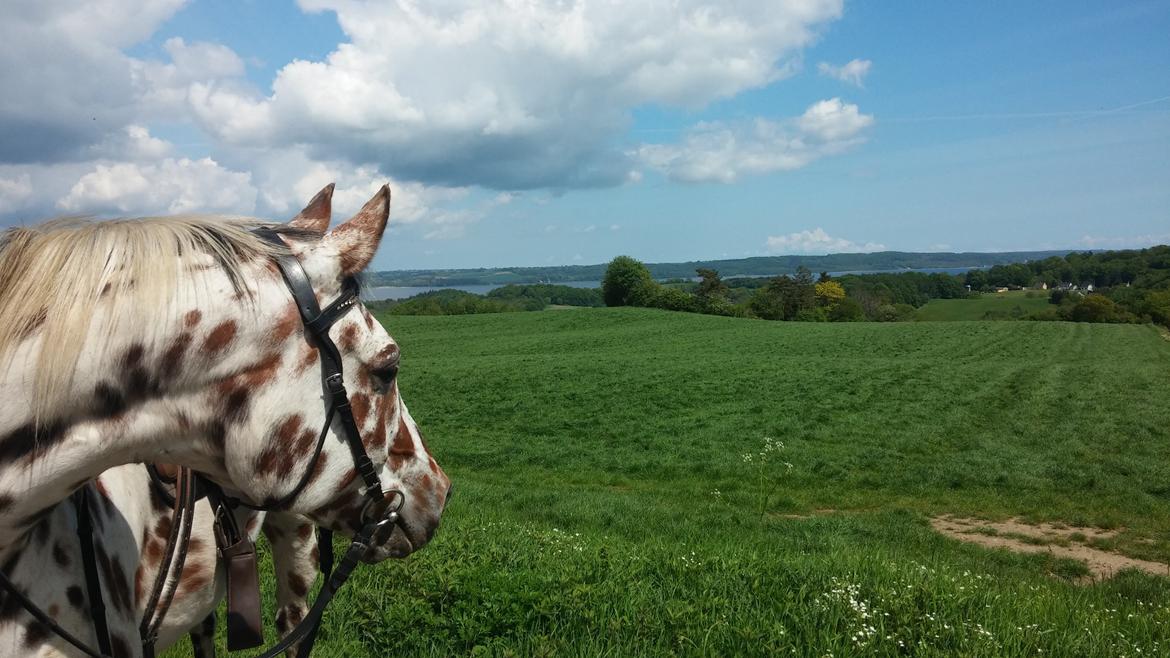 Appaloosa Santuti R.I.P billede 7