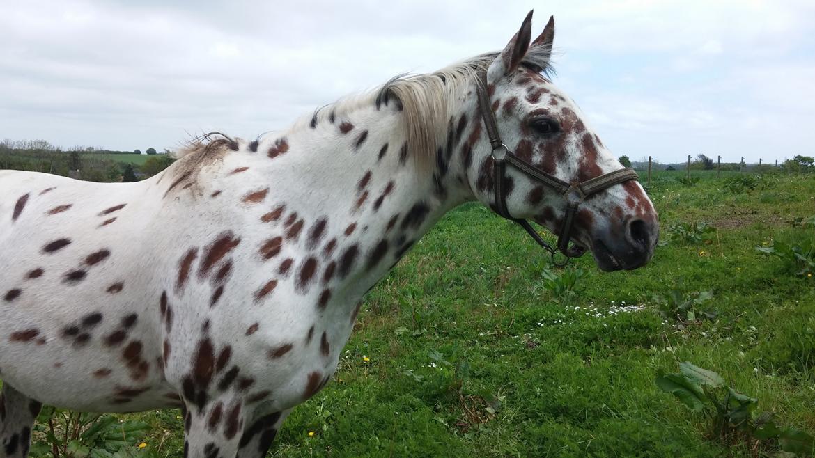 Appaloosa Santuti R.I.P billede 8