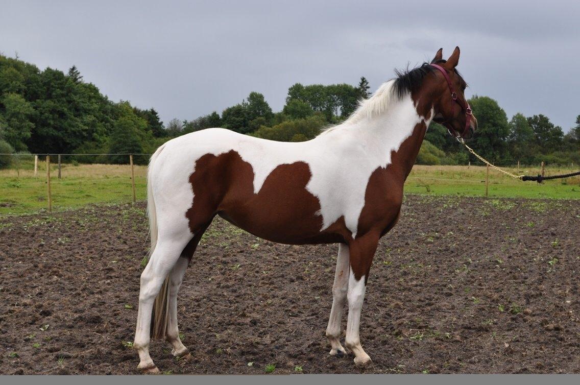 Pinto Gaasdal´s Jasmin billede 1