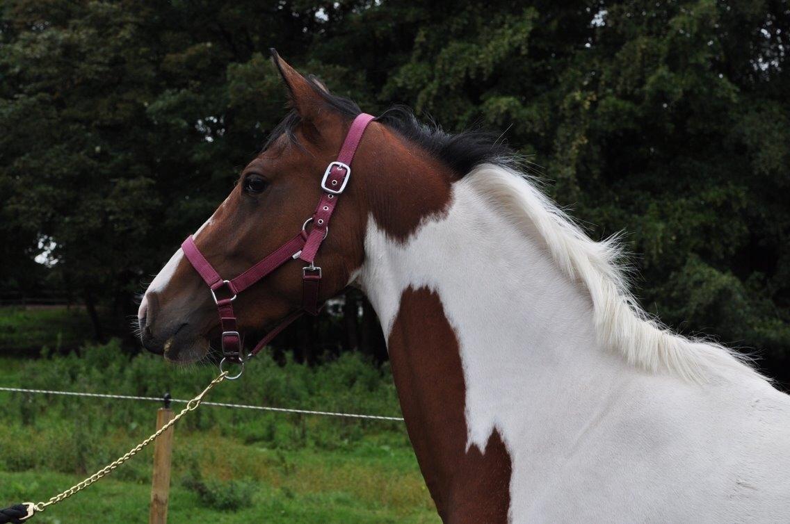 Pinto Gaasdal´s Jasmin billede 2