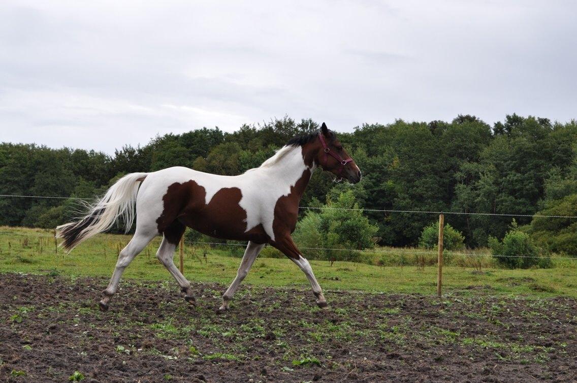 Pinto Gaasdal´s Jasmin billede 3