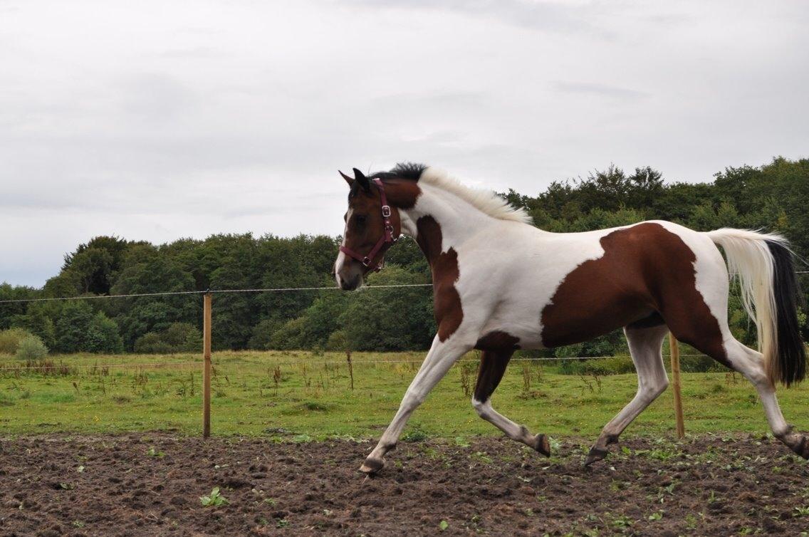 Pinto Gaasdal´s Jasmin billede 5