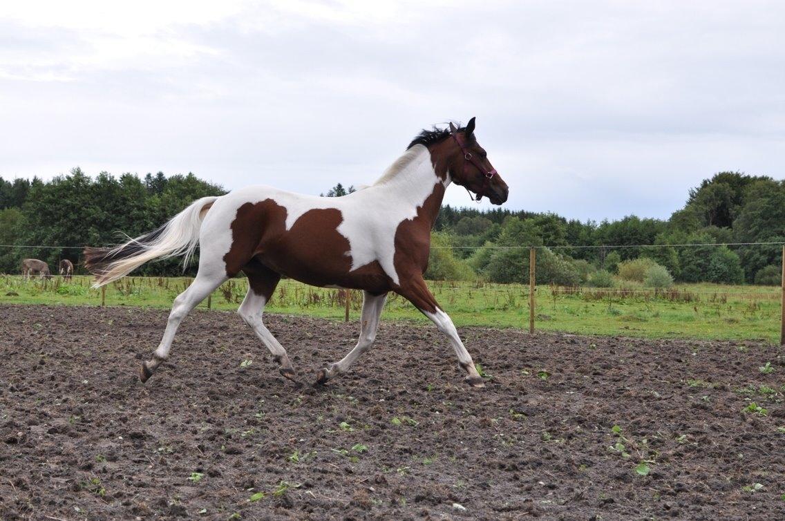 Pinto Gaasdal´s Jasmin billede 7