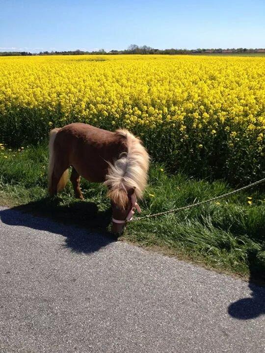 Shetlænder sweet billede 4