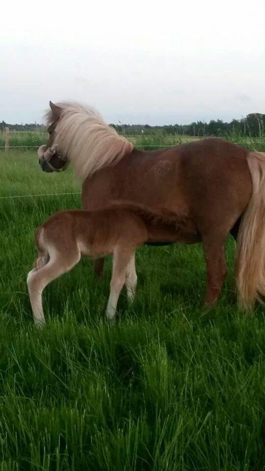 Shetlænder sweet Surprise - meget få timer efter fødslen billede 3