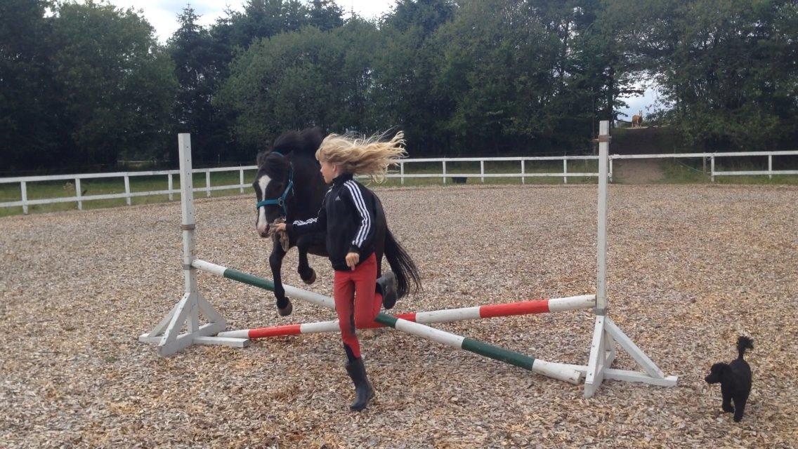 Anden særlig race Aslan billede 23