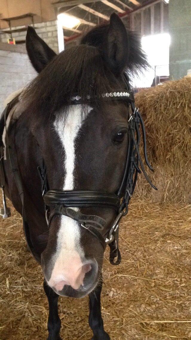 Anden særlig race Aslan billede 24