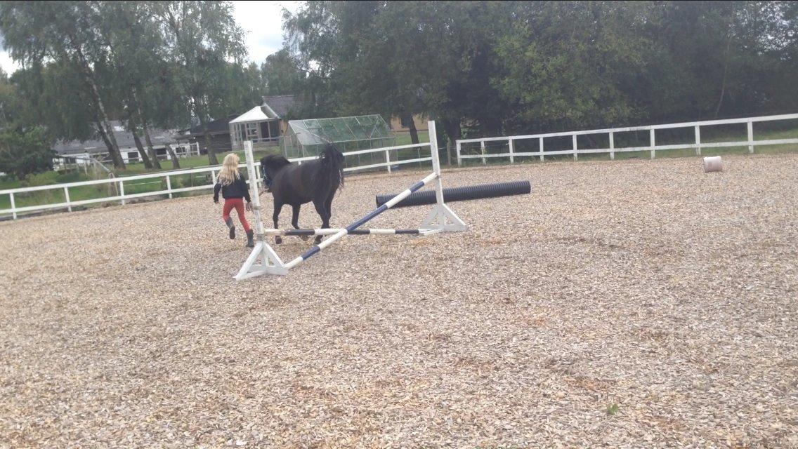 Anden særlig race Aslan billede 27