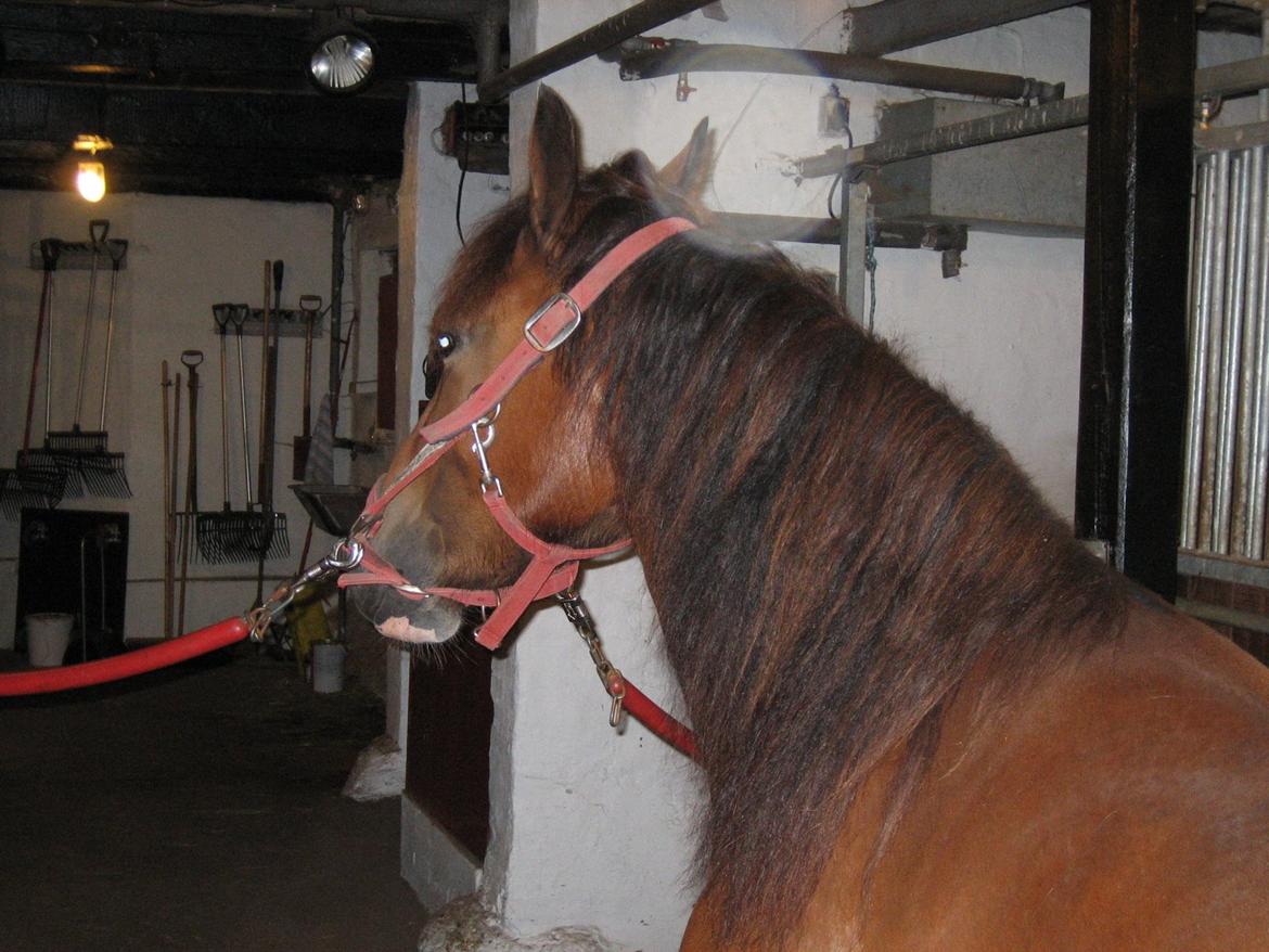 Welsh Cob (sec D) Kildegaards Nina - Kildegaards Nina august 2014 billede 11