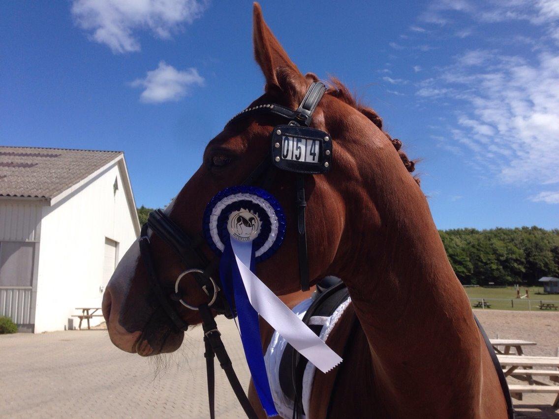 Dansk Varmblod Lindegaardens Zafir  billede 3