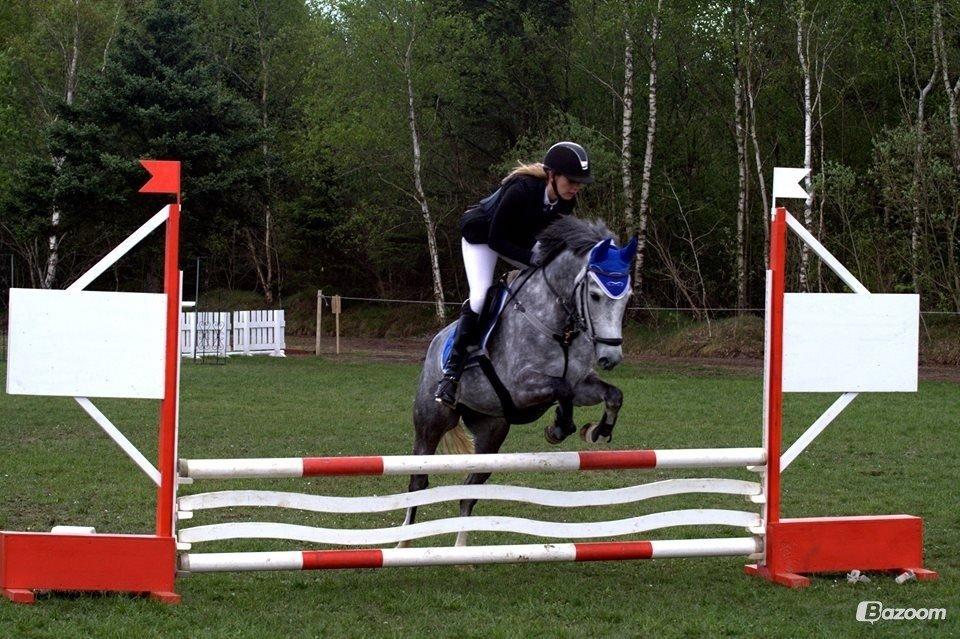 New Forest Egeballes Suzuki. billede 17