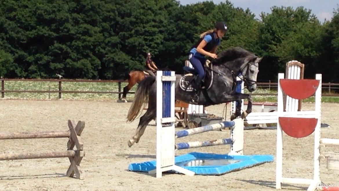 New Forest Egeballes Suzuki. billede 5