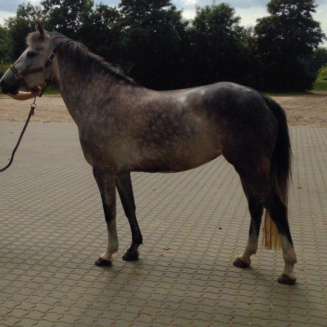 New Forest Egeballes Suzuki. billede 19