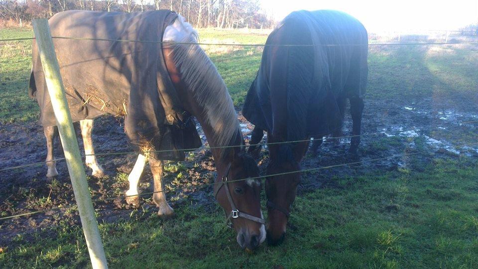 Oldenborg Bakkegaards Evita billede 3