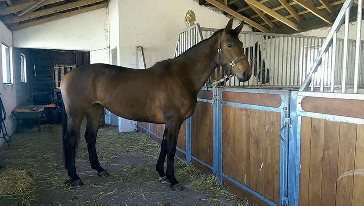 Oldenborg Bakkegaards Evita billede 5