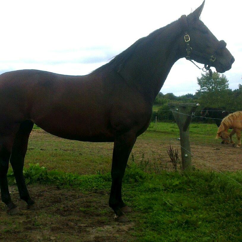 Oldenborg Bakkegaards Evita billede 6