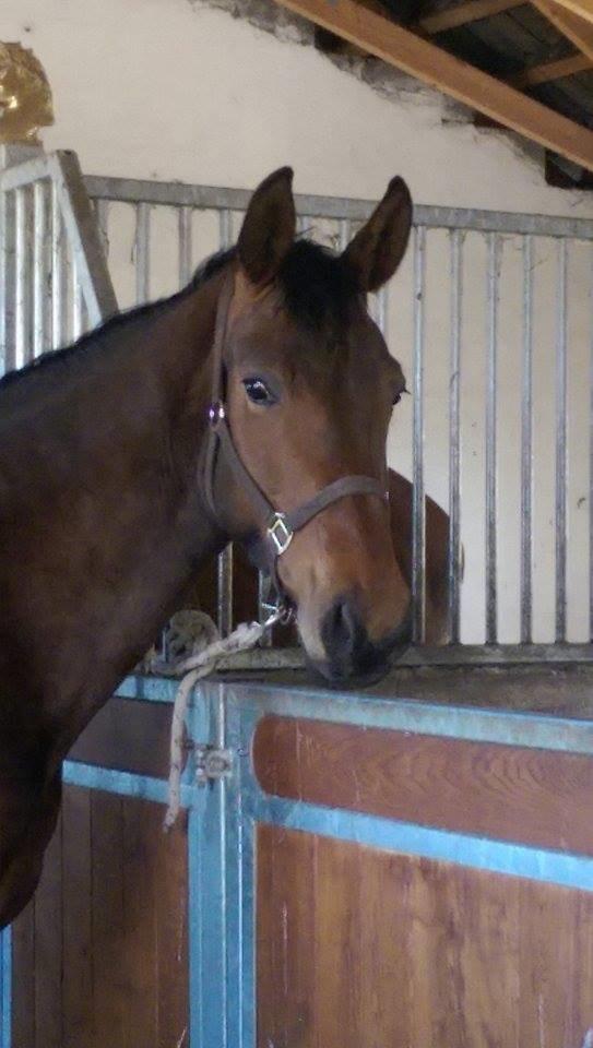 Oldenborg Bakkegaards Evita billede 15