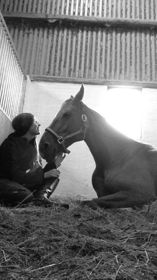 Tysk Oldenburger Bladsgaards Windy Sky - Hyggestunder <3 billede 9