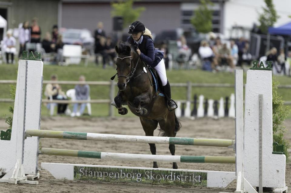 New Forest Kabrit's Acapella (anna) billede 1