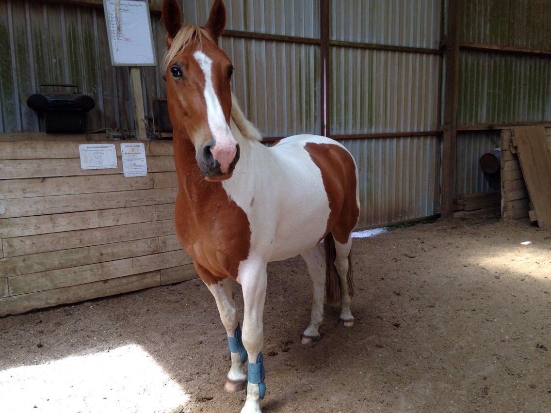 Pinto Claus billede 17