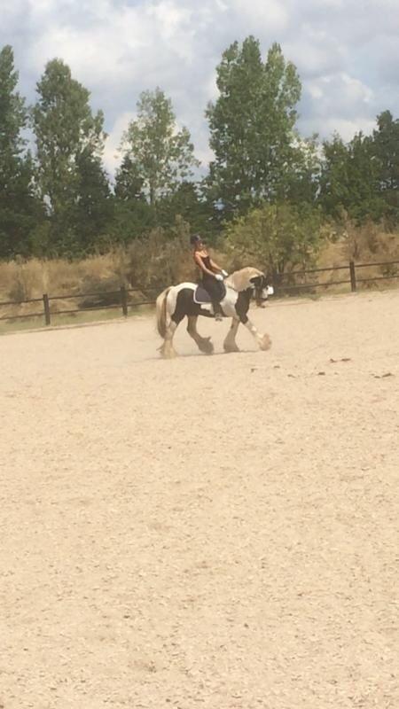 Irish Cob Idom Aadahls Blue Thunder billede 1