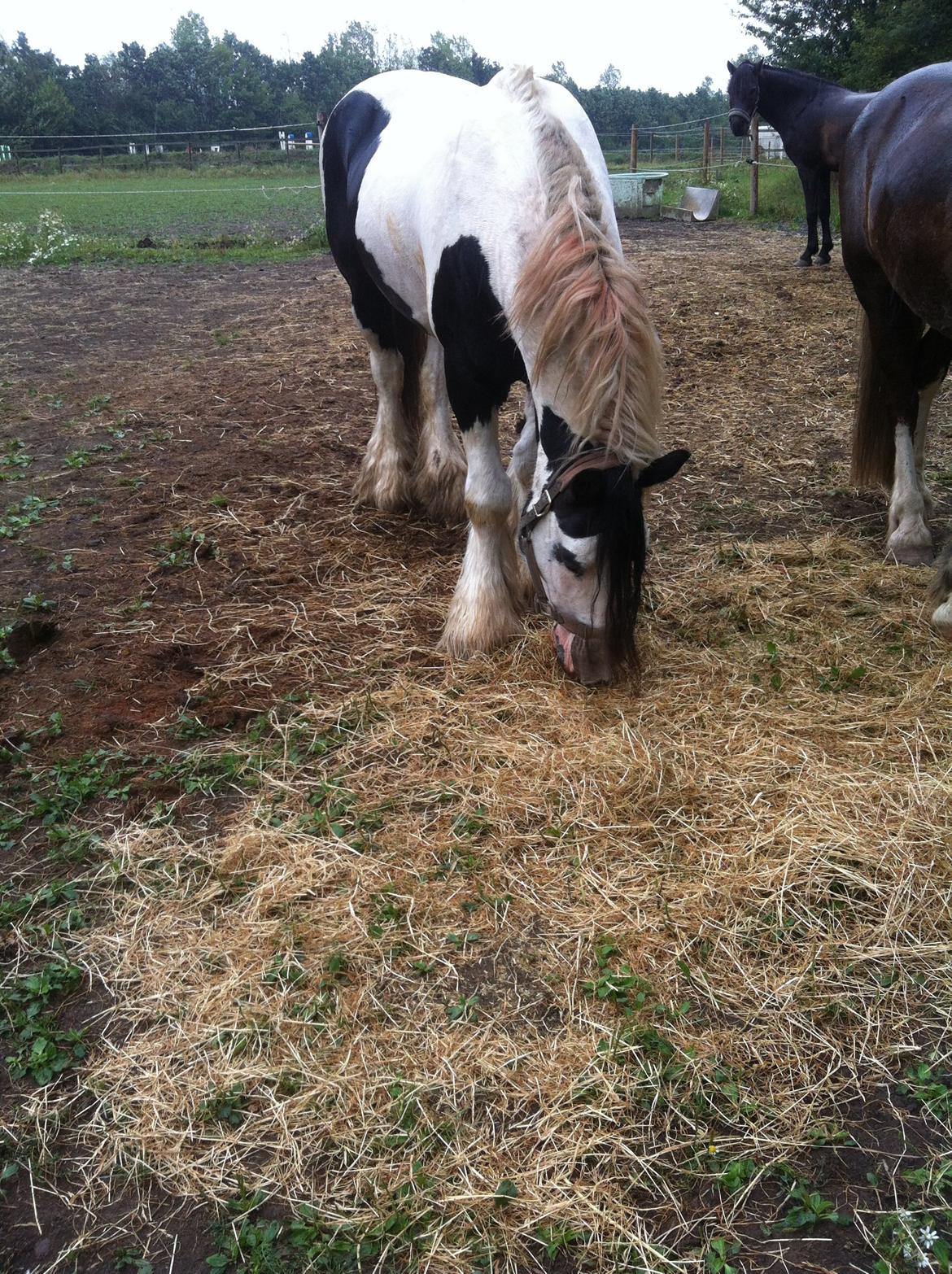 Irish Cob Idom Aadahls Blue Thunder billede 2