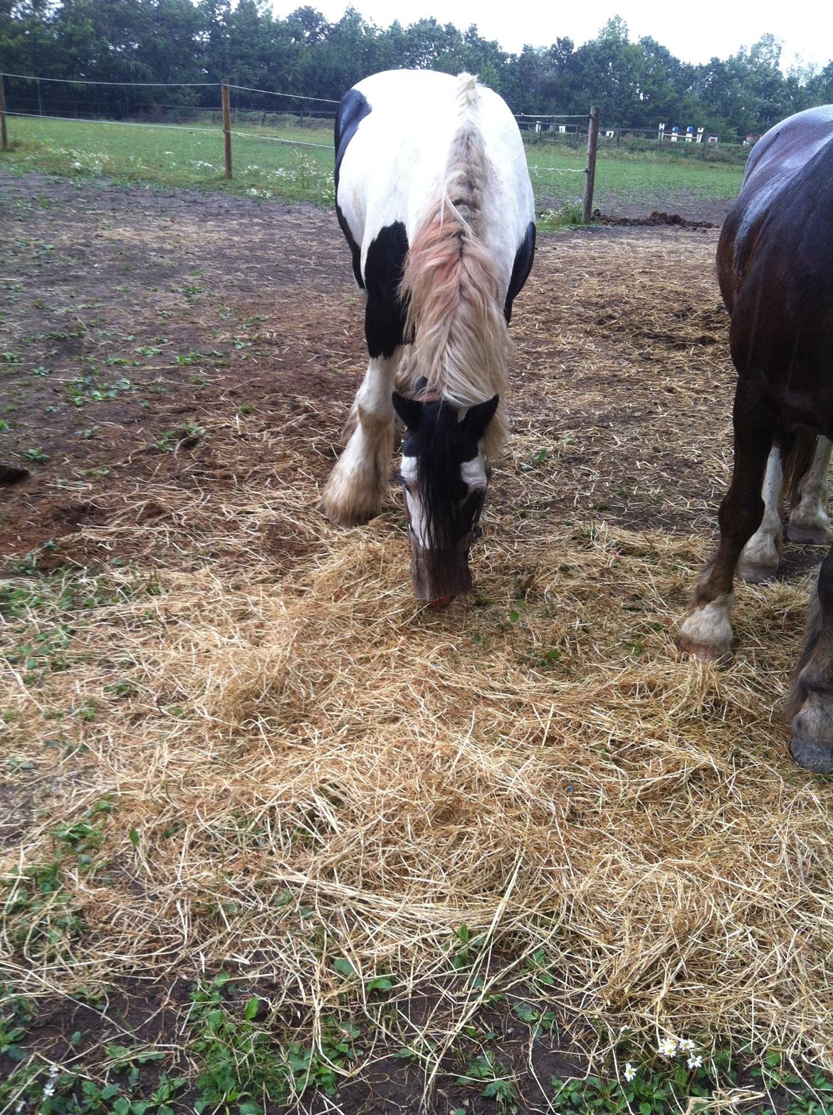 Irish Cob Idom Aadahls Blue Thunder billede 3