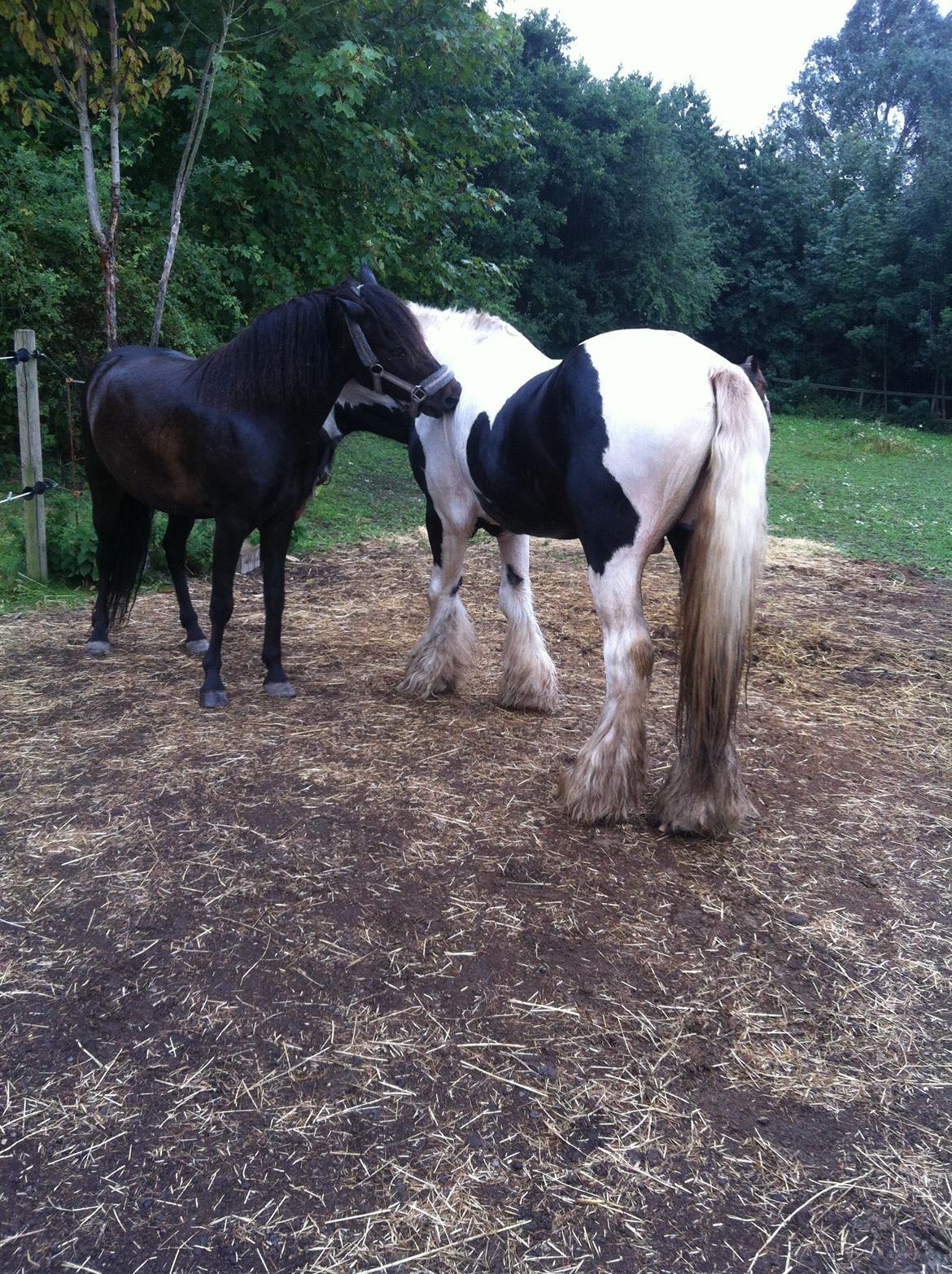 Irish Cob Idom Aadahls Blue Thunder billede 5