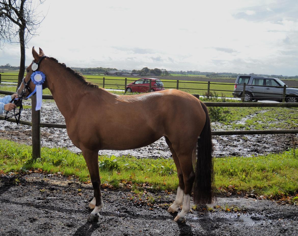 Tysk Sportspony Afrodite Rygaard - solgt til NORGE - Reserve Fløj billede 10