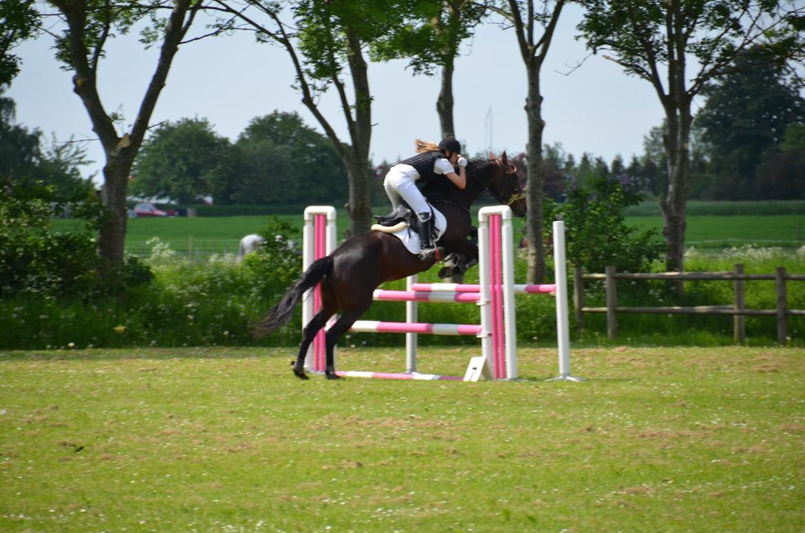 Fuldblod (XX) Windrose´s aisha billede 15