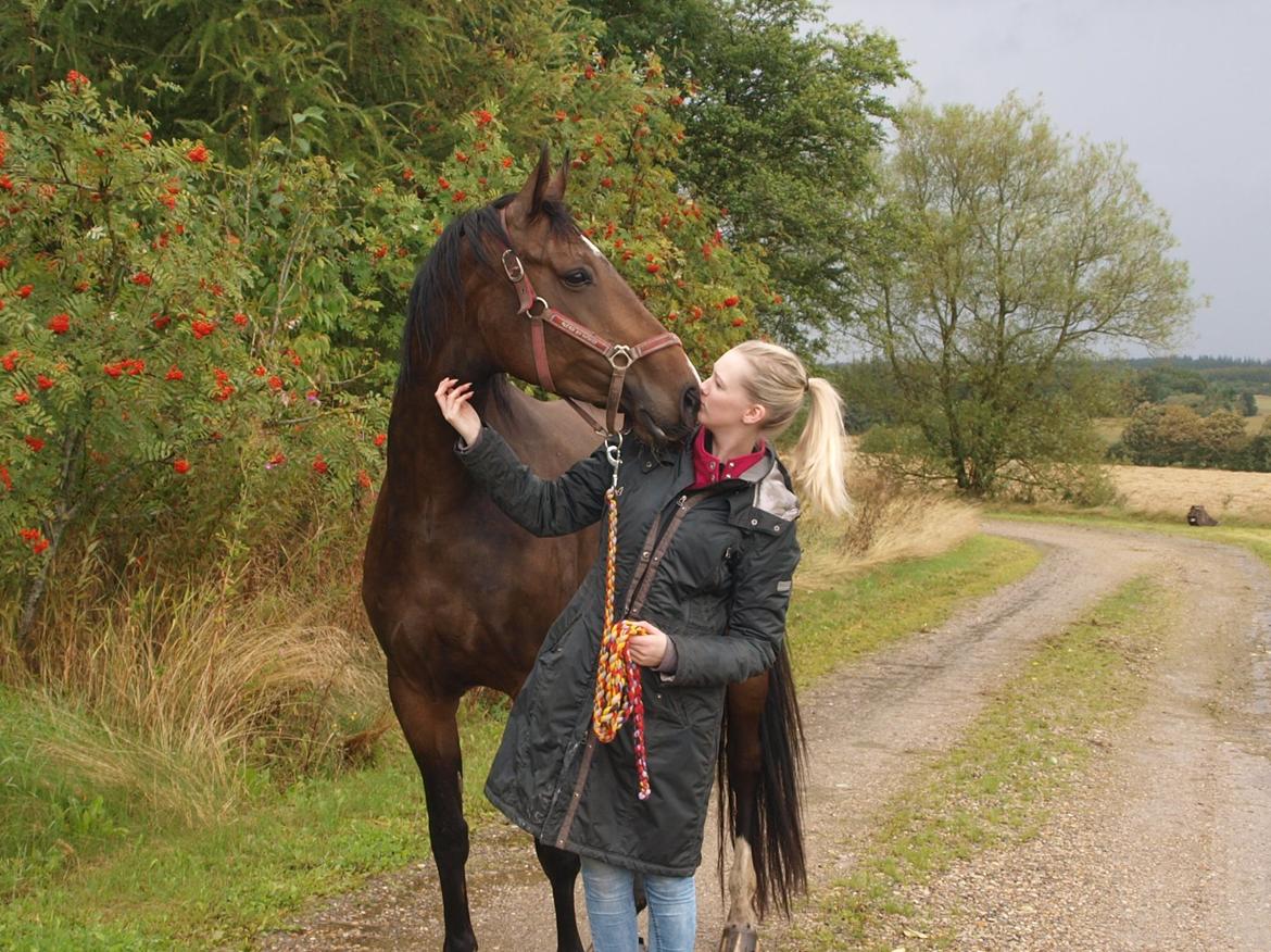 Tysk Varmblod Ak's Crispy billede 22