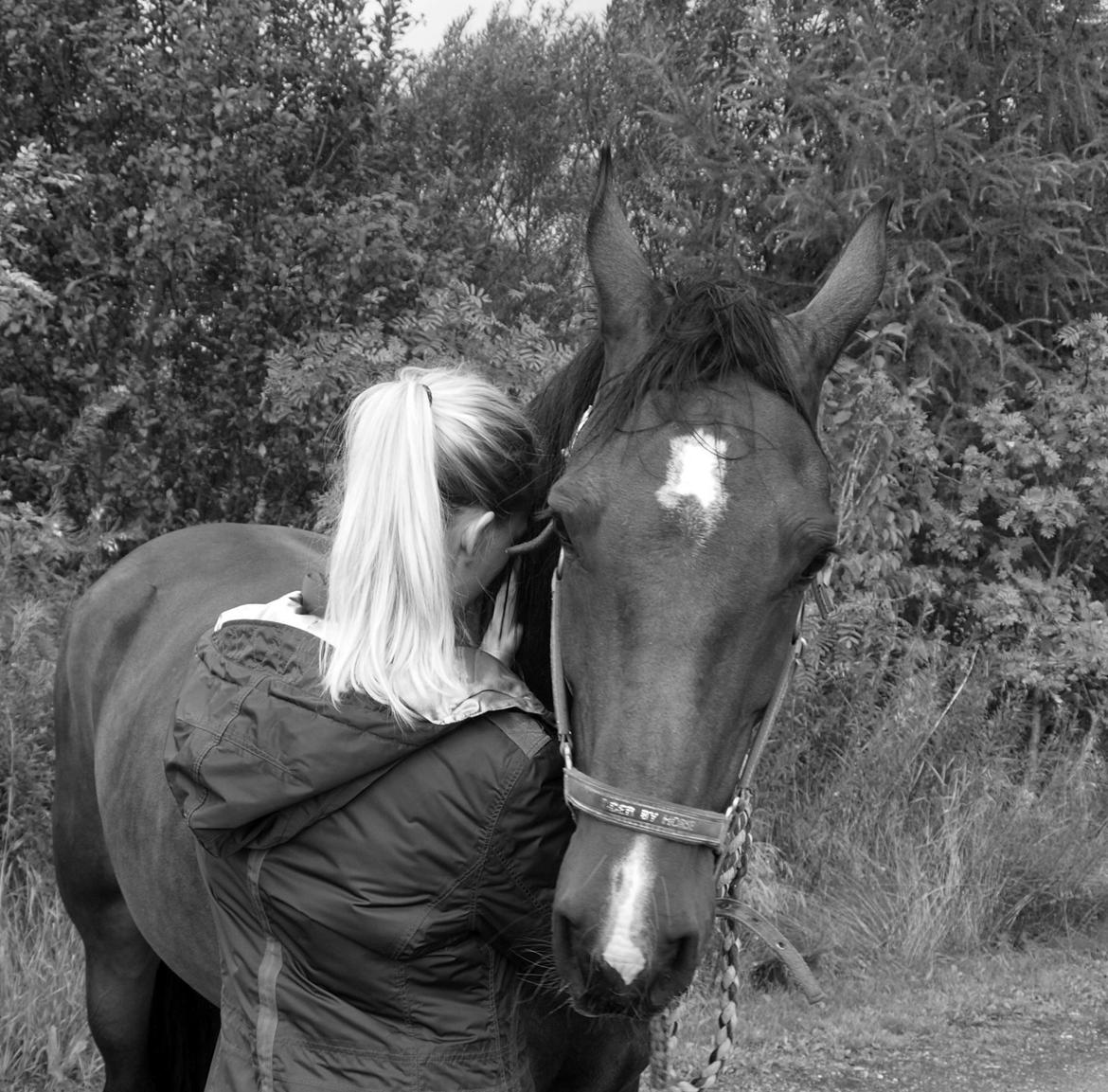 Tysk Varmblod Ak's Crispy billede 37