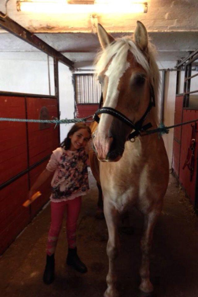 Tyroler Haflinger Bamse - Hygge på staldgangen billede 2