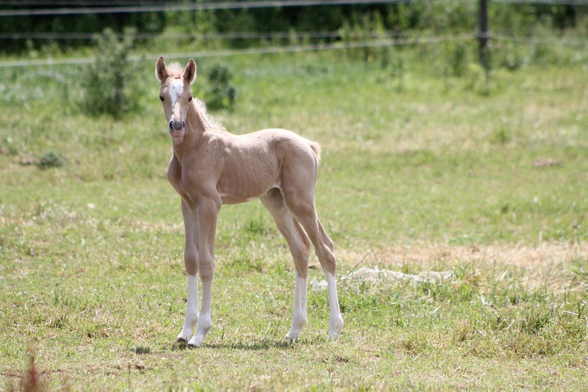 Palomino Bryggergårdens Ginger Ale billede 4