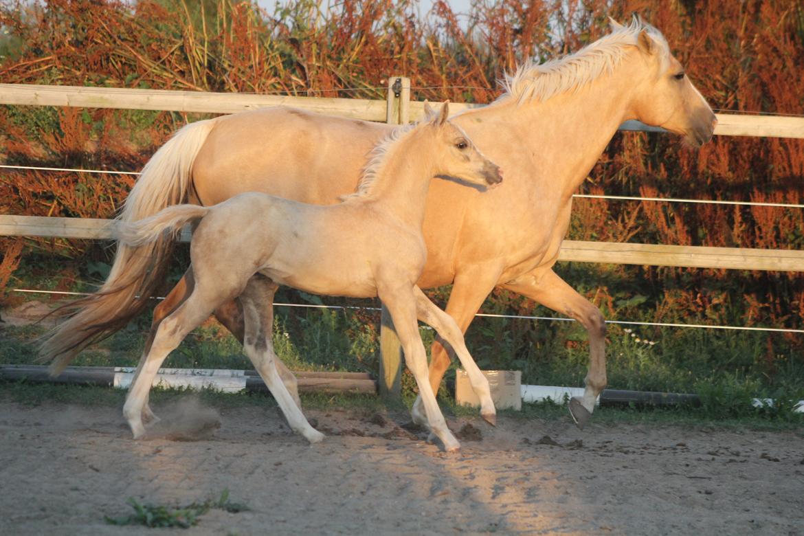 Palomino Bryggergårdens Ginger Ale billede 5