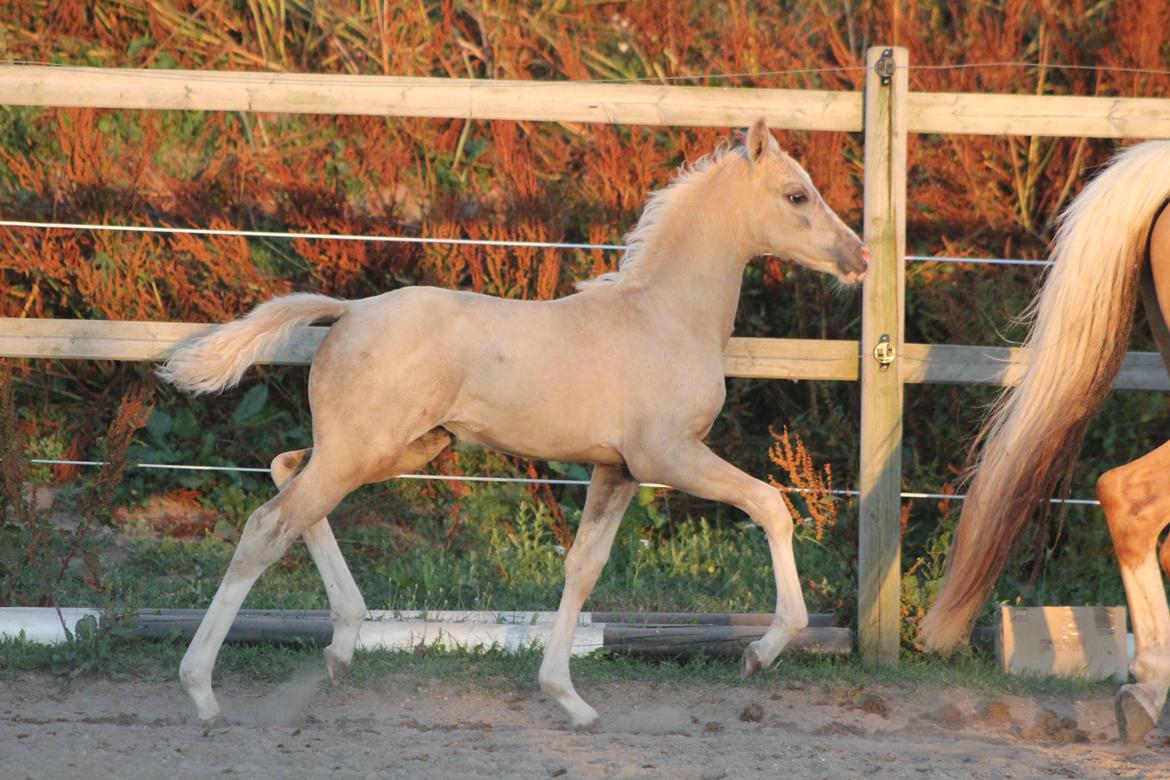 Palomino Bryggergårdens Ginger Ale billede 7