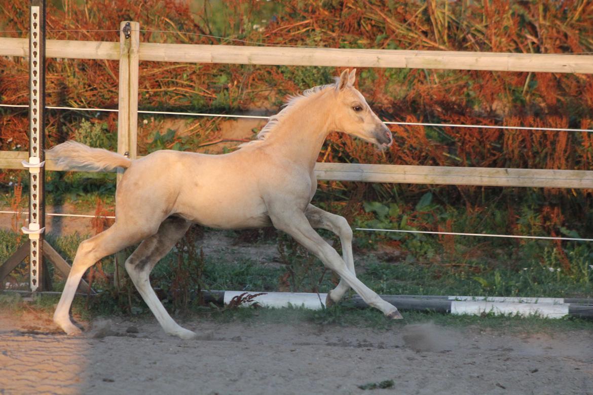 Palomino Bryggergårdens Ginger Ale billede 8