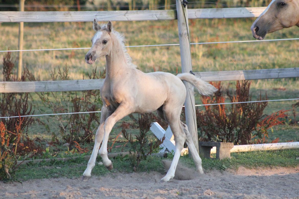 Palomino Bryggergårdens Ginger Ale billede 6