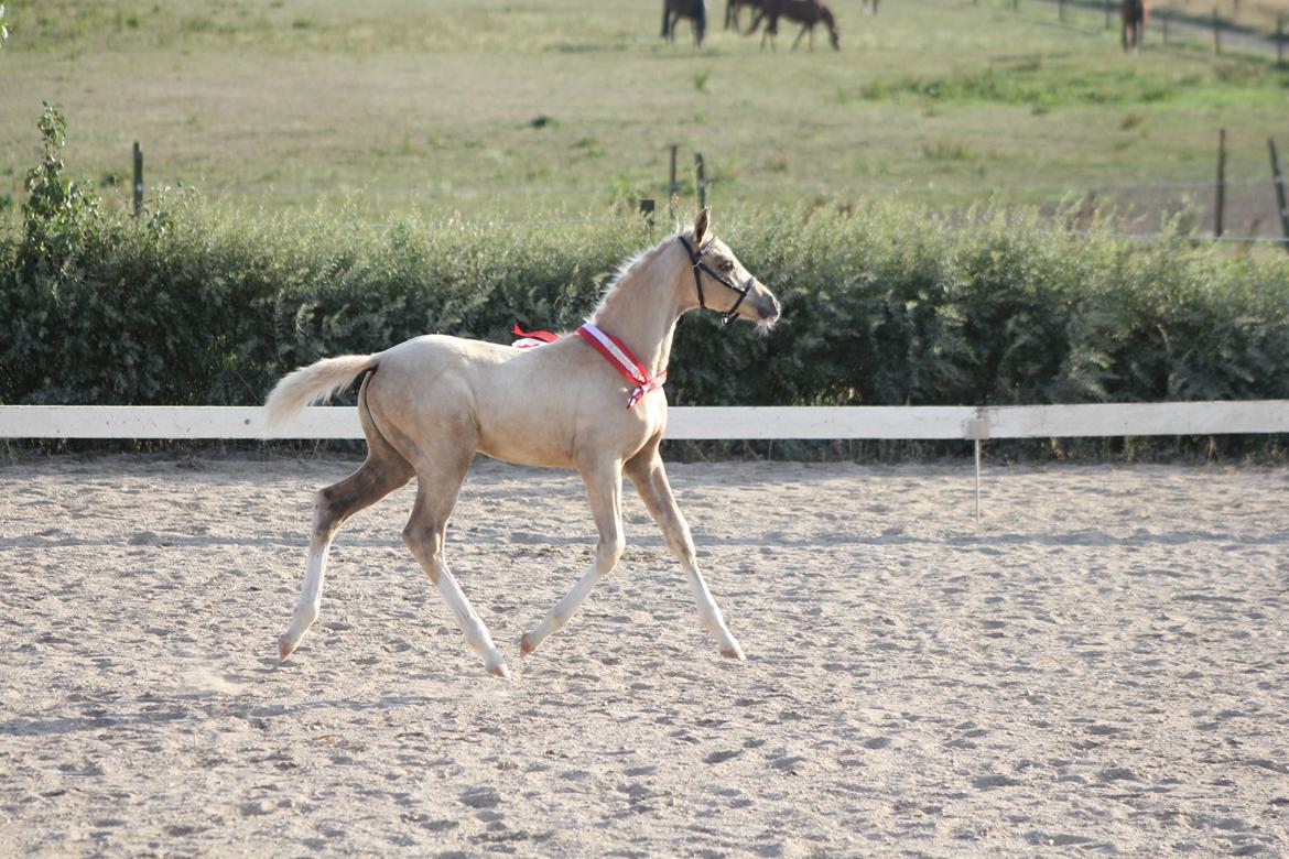 Palomino Bryggergårdens Ginger Ale billede 12